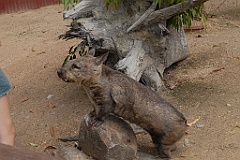 0063 Cairns Tropical Zoo